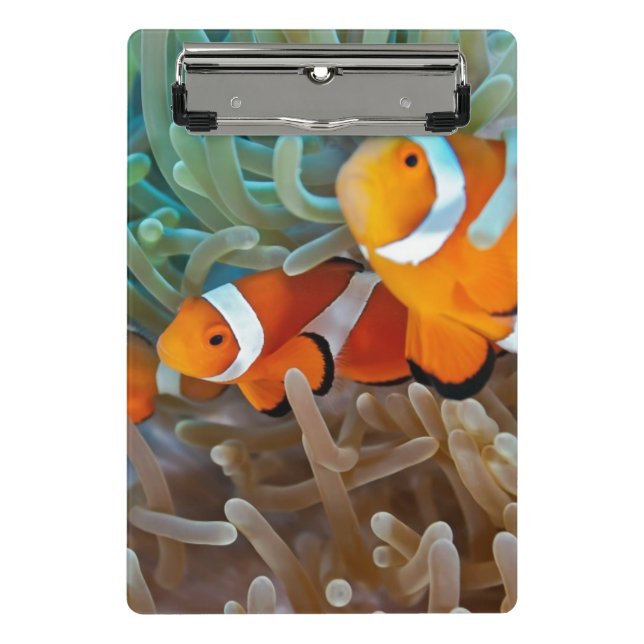 Clownfish Mini Klemmbrett (Vorderseite)