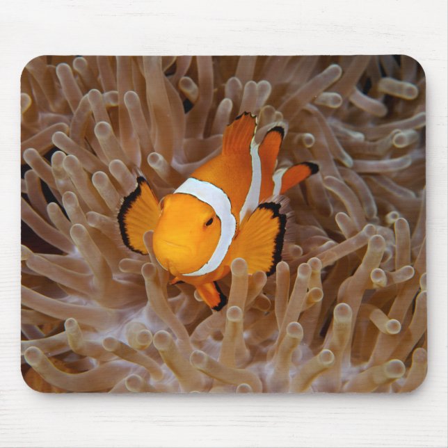 Clownfish - Molokai, North Shore Cliff Mousepad (Vorne)