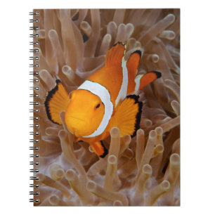 Clownfish - Molokai, North Shore Cliff Notizblock