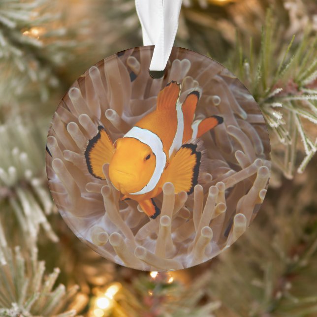 Clownfish - Molokai, North Shore Cliff Ornament (Baum)
