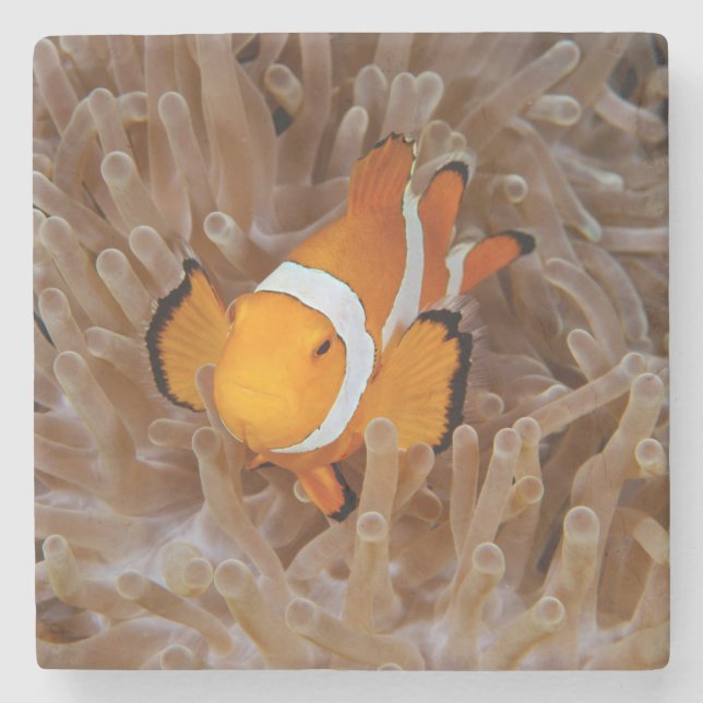 Clownfish - Molokai, North Shore Cliff Steinuntersetzer (Vorderseite)