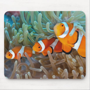 Clownfish Mousepad