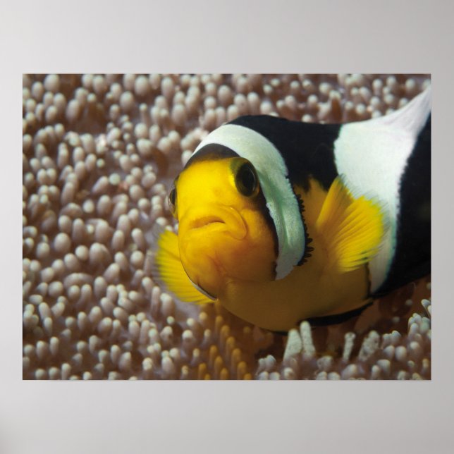Clownfish - Nah-up! So niedlich - Nemo in Anemone  Poster (Vorne)