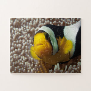 Clownfish - Nah-up! So niedlich - Nemo in Anemone Puzzle
