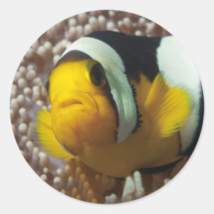 Clownfish - Nah-up! So niedlich - Nemo in Anemone Runder Aufkleber