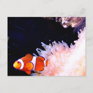 Clownfish Postkarte