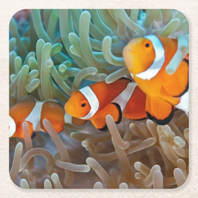 Clownfish Rechteckiger Pappuntersetzer (Vorderseite)