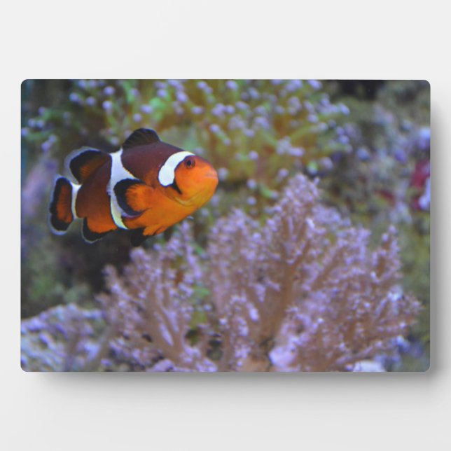 Clownfish Sea Anemone Coral Naturefotografie Fotoplatte (Vorderseite)