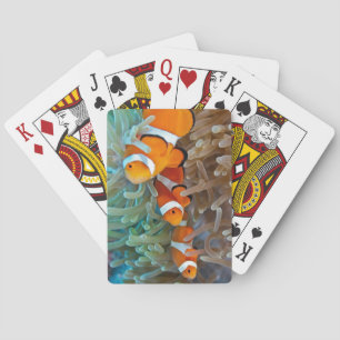 Clownfish Spielkarten