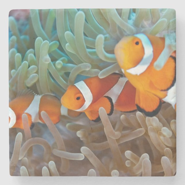 Clownfish Steinuntersetzer (Vorderseite)