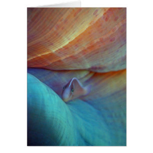 Clownfish und Anemone - Karte