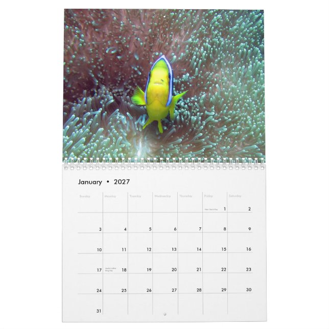 Clownfish von Kalender Fidschis 2015 (Jan 2027)