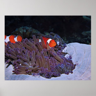 Clowns und Garnelen Poster