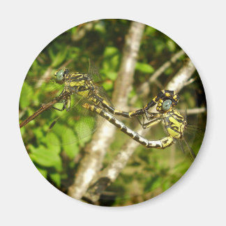 Clubschwindeldrachenpaarung Magnet