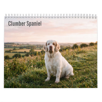 Clumber Spaniel 2027 Wandkalender