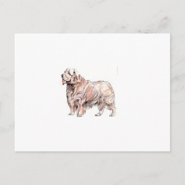 Clumber Spaniel Postkarte (Vorderseite)