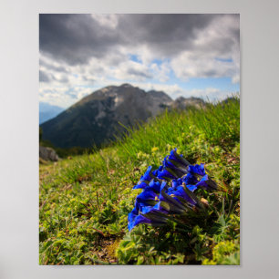Clusius-Enzian-Blumen und Berge Poster