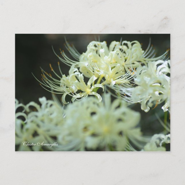 Cluster Amaryllis：Postcard Postkarte (Vorderseite)
