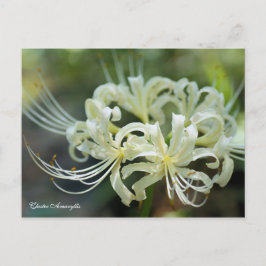 Cluster Amaryllis ［ Postcard ］ Postkarte