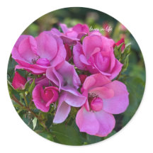 Cluster aus lavendelfarbenen rosa Rosen