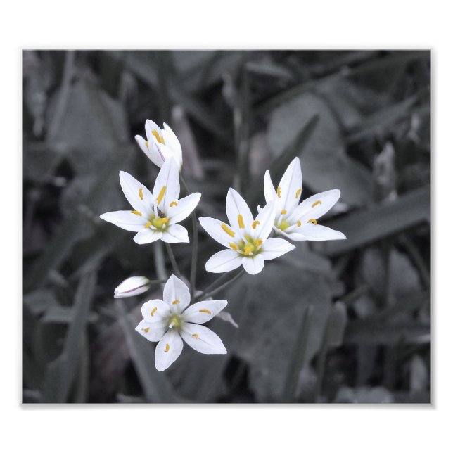 Cluster für Mini-Blume Makro-Foto BW/Farbdruck Fotodruck (Vorne)