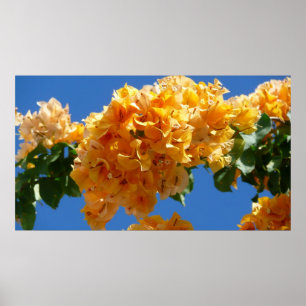 Cluster Golden Bougainvillea Floral Poster