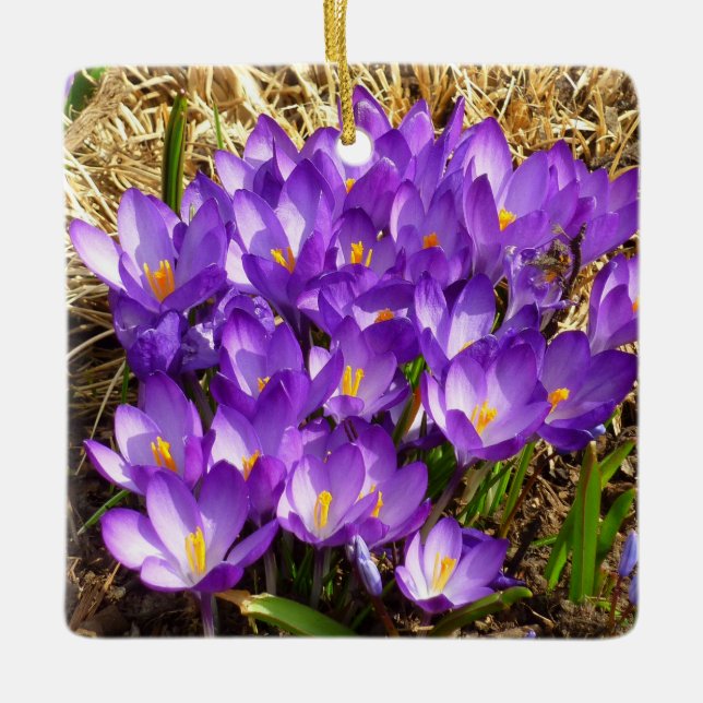 Cluster Lila Crocuses Frühlingsfloral Keramikornament (Vorderseite)
