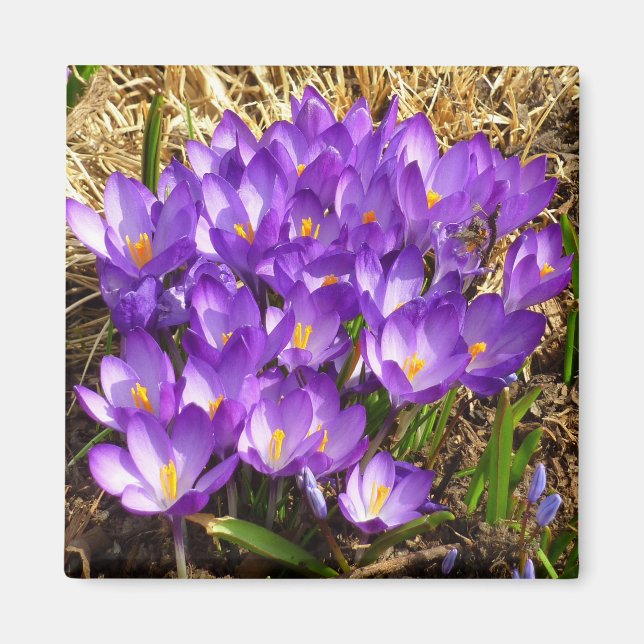 Cluster Lila Crocuses Frühlingsfloral Magnet (Vorne)