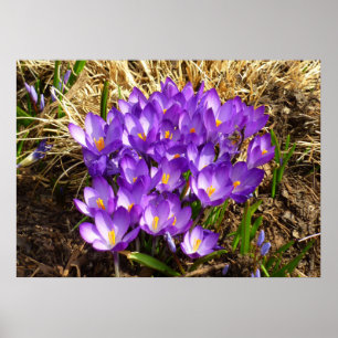 Cluster Lila Crocuses Frühlingsfloral Poster