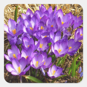 Cluster Lila Crocuses Frühlingsfloral Quadratischer Aufkleber