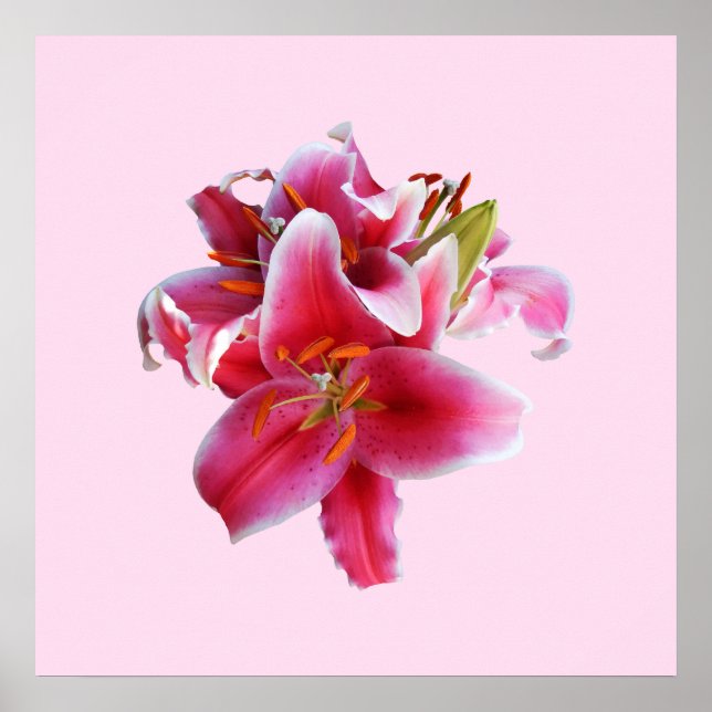 Cluster Stargazer Lilies Poster (Vorne)