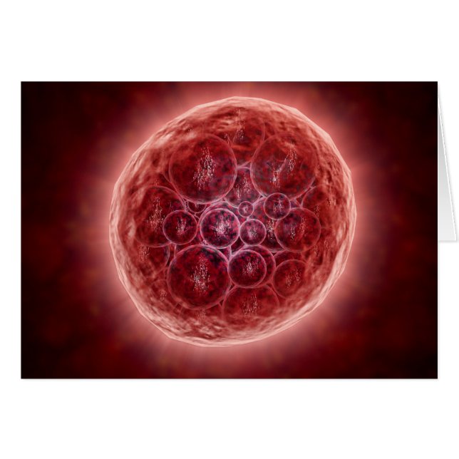 Cluster von Blastomeres, das eine Morula bildet (Vorderseite (Horizontal))