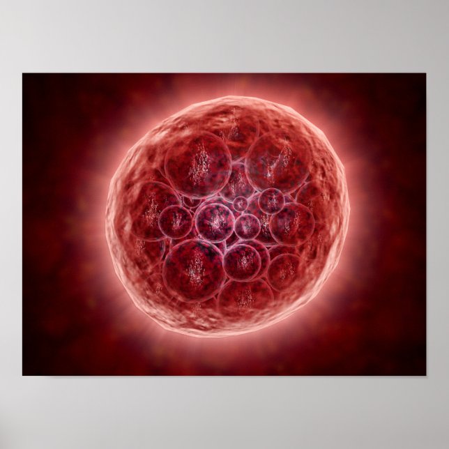 Cluster von Blastomeres, das eine Morula bildet Poster (Vorne)