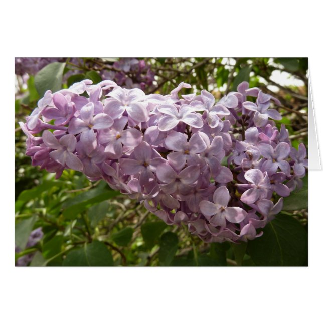 Cluster von Lilac Blossoms Frühlingsblumen (Vorderseite (Horizontal))