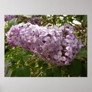 Cluster von Lilac Blossoms Frühlingsblumen Poster