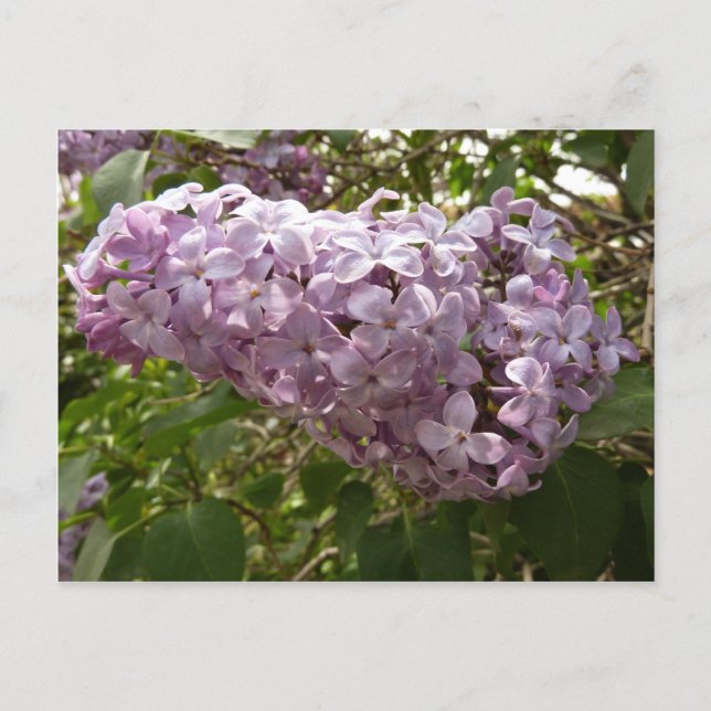 Cluster von Lilac Blossoms Frühlingsblumen Postkarte (Vorderseite)