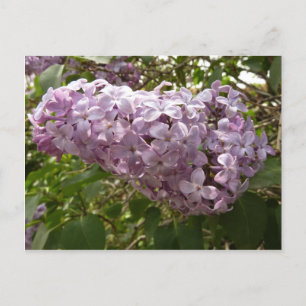 Cluster von Lilac Blossoms Frühlingsblumen Postkarte
