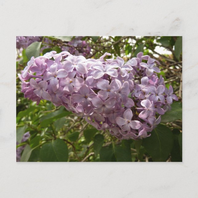 Cluster von Lilac Blossoms Frühlingsblumen Postkarte (Vorderseite)