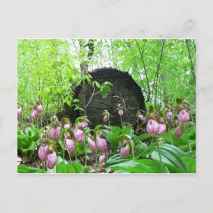 Cluster von Pink Lady Slippers Postkarte