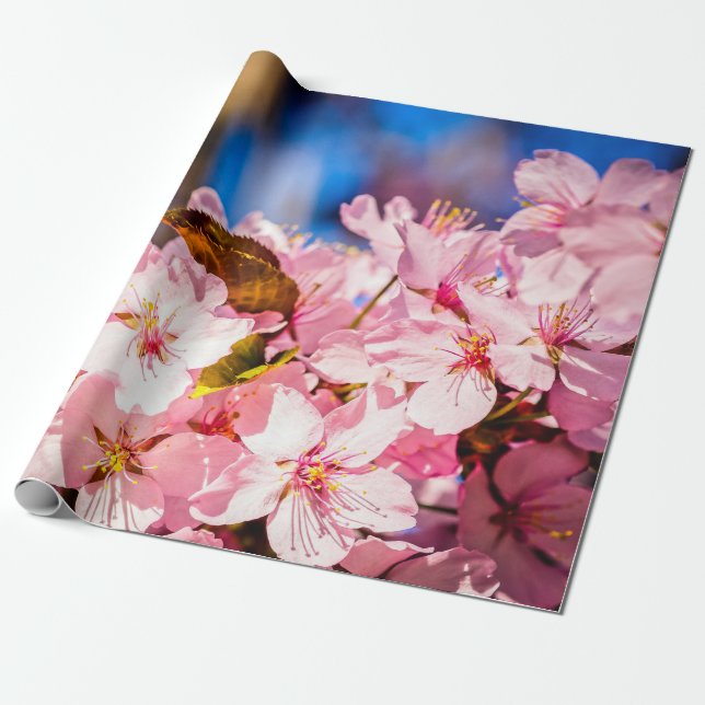 Cluster von rosa Kirschblüten, Blauer Himmel Geschenkpapier (Ungerollt)