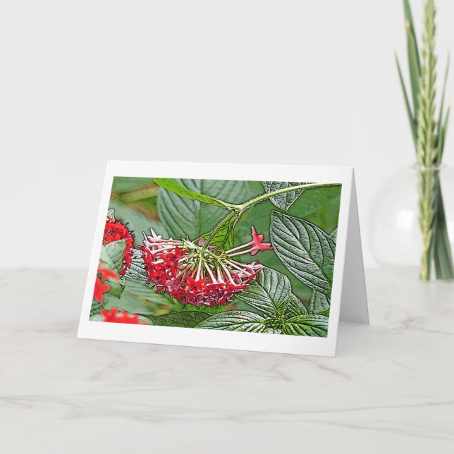 CLUSTER VON ROTEN PENTAS LANCEOLATA/STAR-BLUME KARTE (Vorderseite)