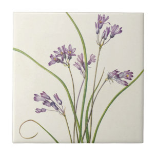 Clusterlilie von Mary Vaux Walcott Fliese