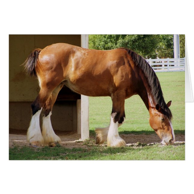 Clydesdale (Vorderseite (Horizontal))