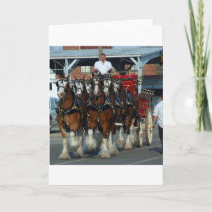 Clydesdale 6 horse hitch karte