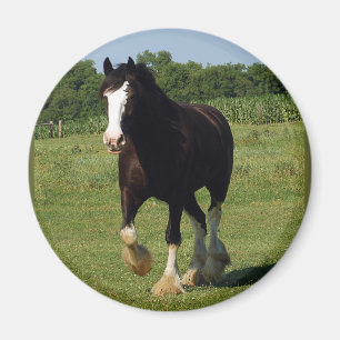 Clydesdale Betrieb Magnet