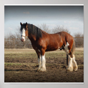Clydesdale Bolzen Druck Poster