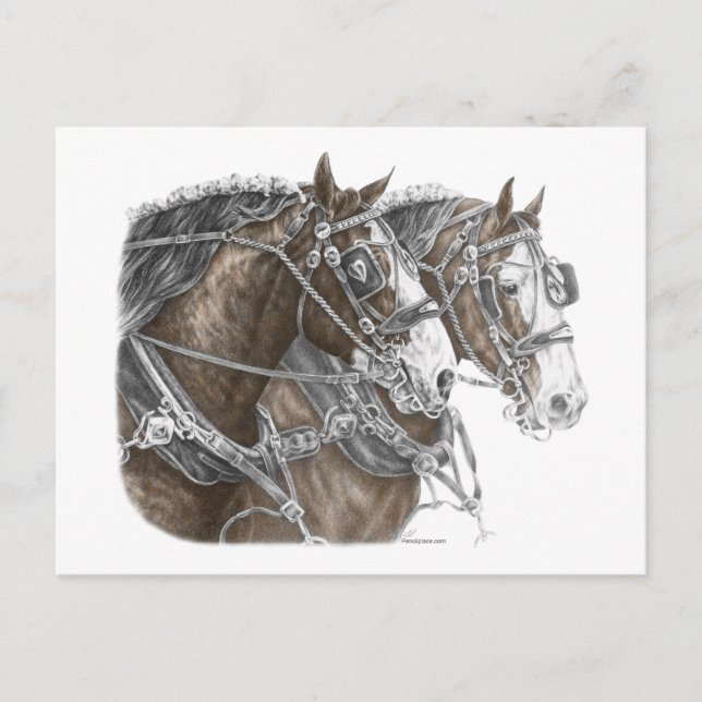 Clydesdale Draft Horse Team Postkarte (Vorderseite)