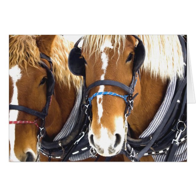 Clydesdale Draft Horses Card (Vorderseite (Horizontal))