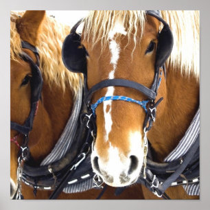 Clydesdale Entwurfs-Pferdeplakat-Druck Poster