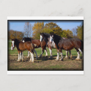 Clydesdale-Gruppe Postkarte